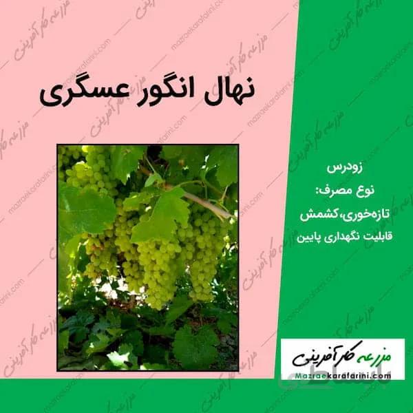 نهال گلدانی انگور عسگری