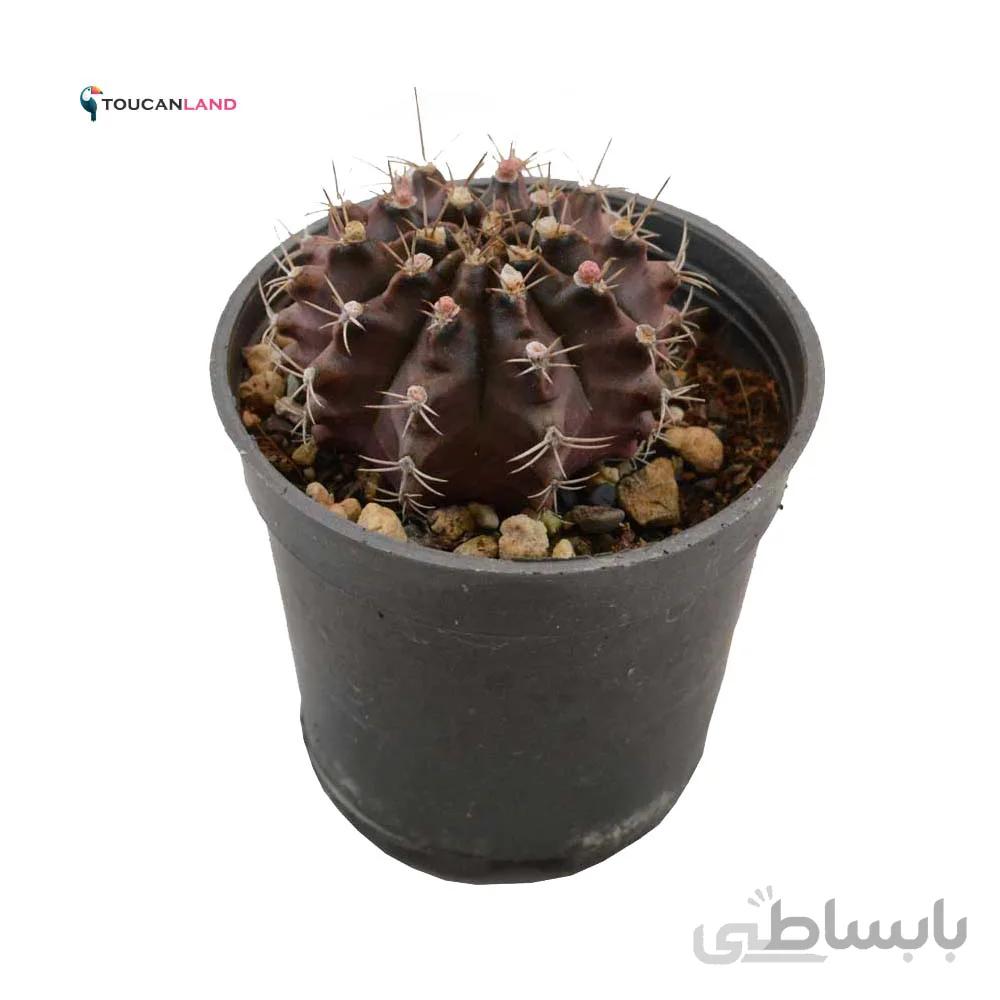 ژمینو شکلاتی