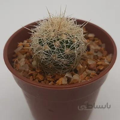 تلوکاکتوس بیکالر تیغ طلائی