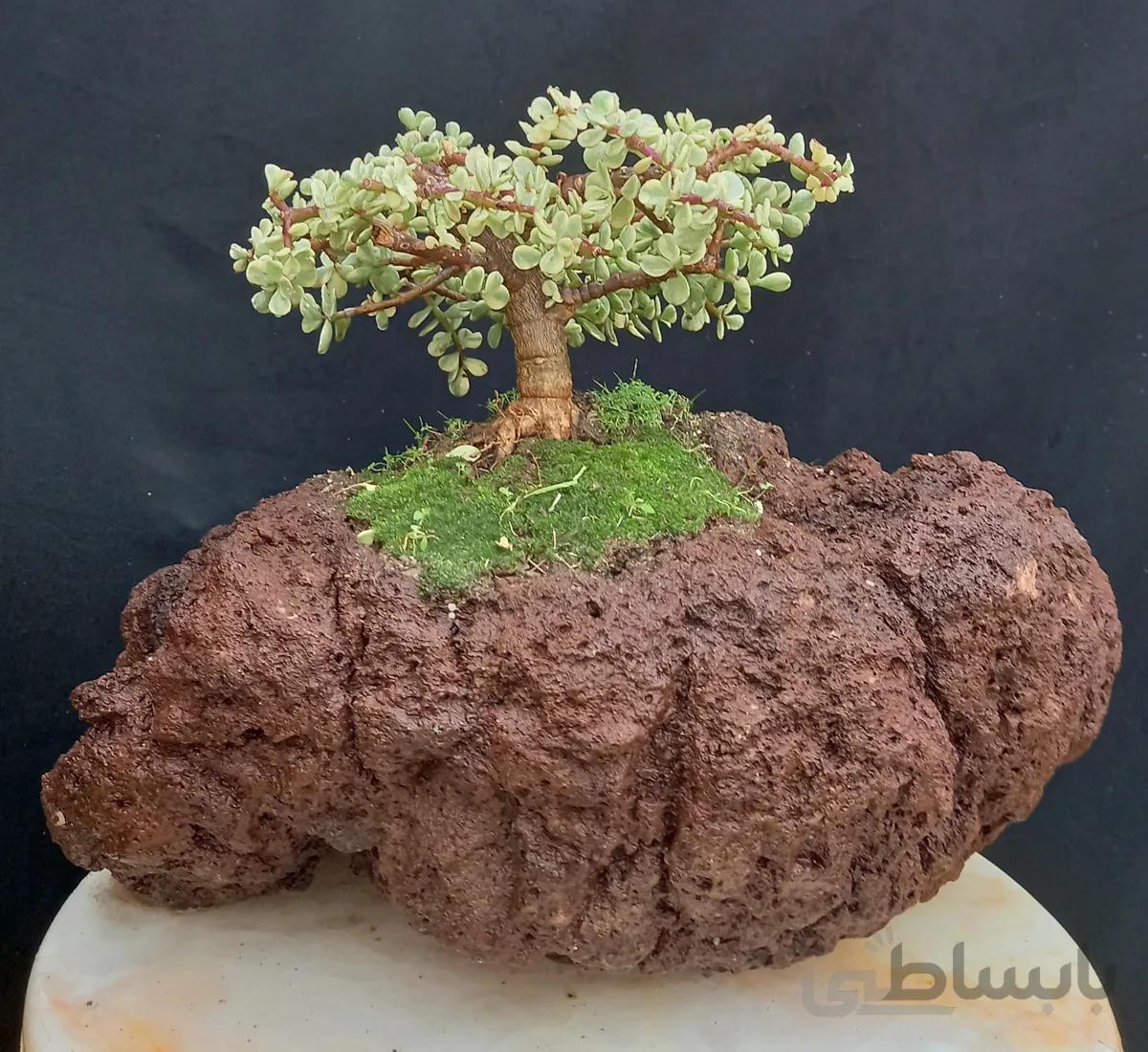 بونسای(بنسای) صخره ای خرفه ابلق(پرتولاکاریا)