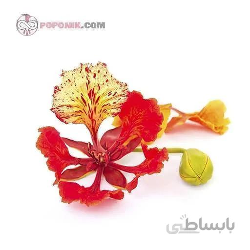 بذر درخت آتش