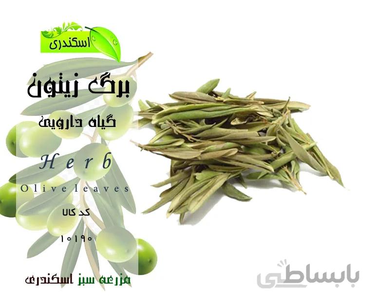 برگ زیتون
