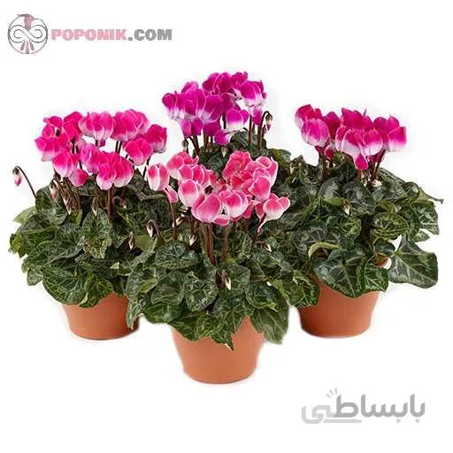 پیاز گل سیکلامن مینیاتوری