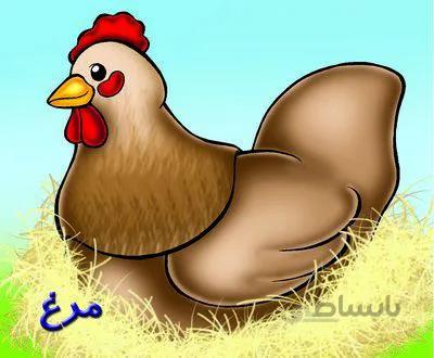 مرغ (حیوانات مزرعه)