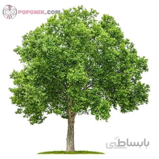 بذر درخت چنار