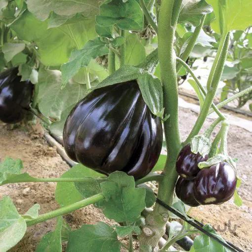 بذر بادمجان دلمه بلک بیوتی بسته 50 عددی