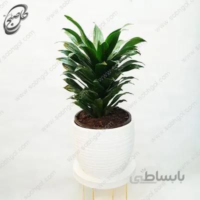 سفارش گل آنلاین – دراسنا کامپکت طرح D-021
