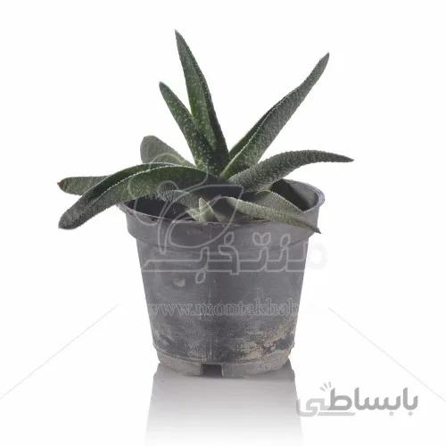 ساکولنت گستریا ارتفاع 12 سانتی متر