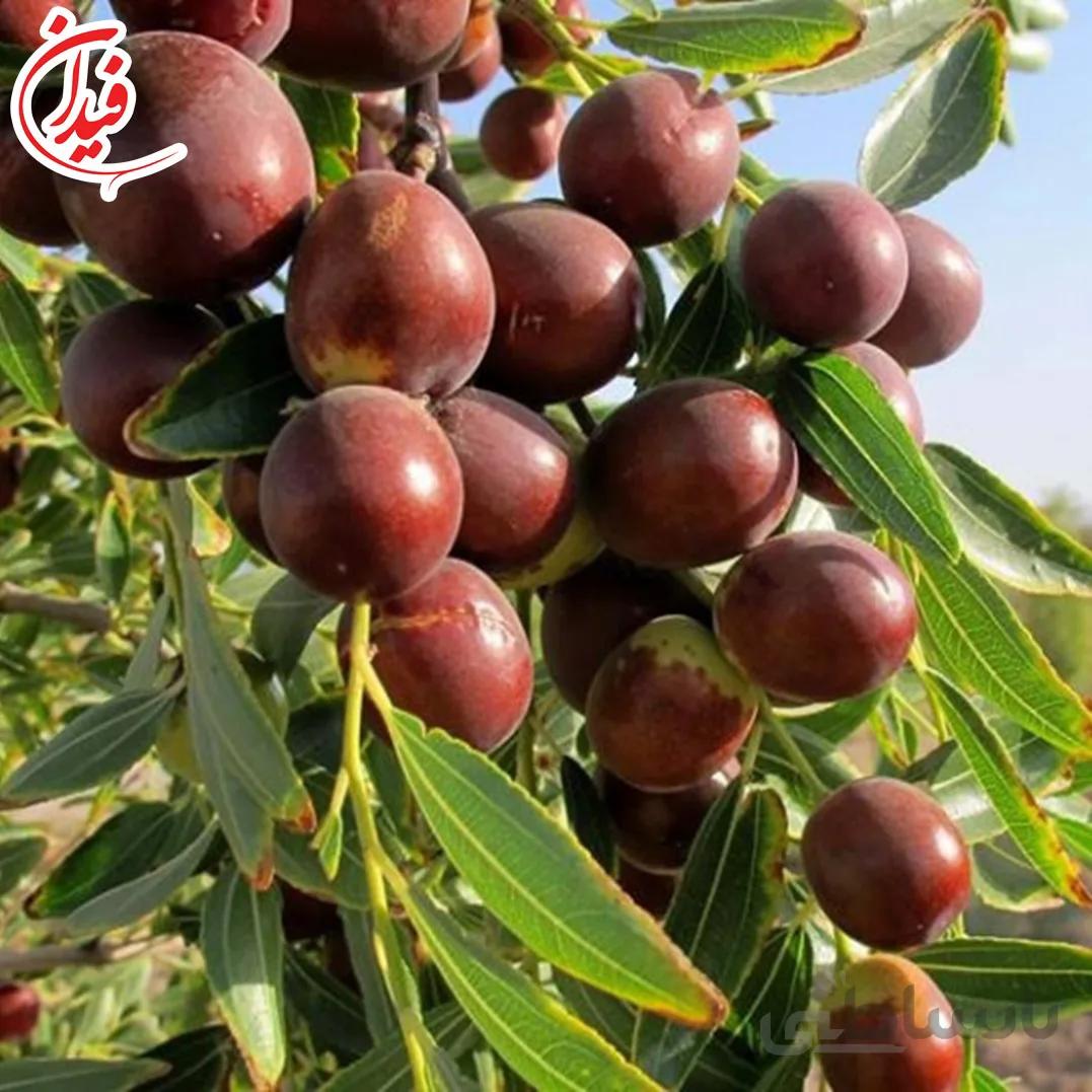 عناب بیرجندی(پیوندی)