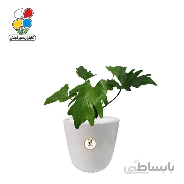 گیاه طبیعی برگ انجیری کوچک گلباران