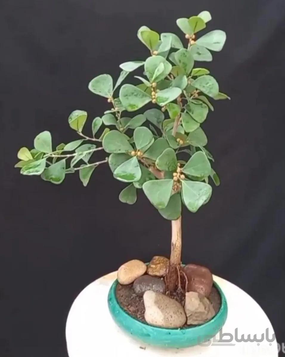 بونسای(بنسای) فیکوس دلتا میوه دار ا Ficus delta bonsai