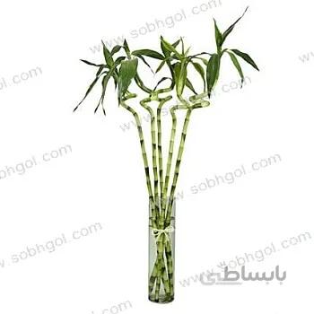 بامبو ابلق پنج ساقه B13