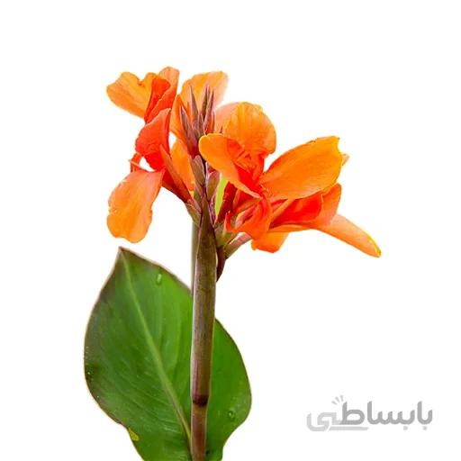 بذر گل اختر نارنجی