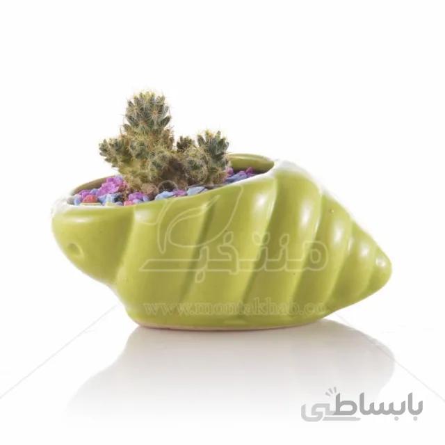 کاکتوس مامیلاریا الونگاتا در گلدان طرح حلزونی