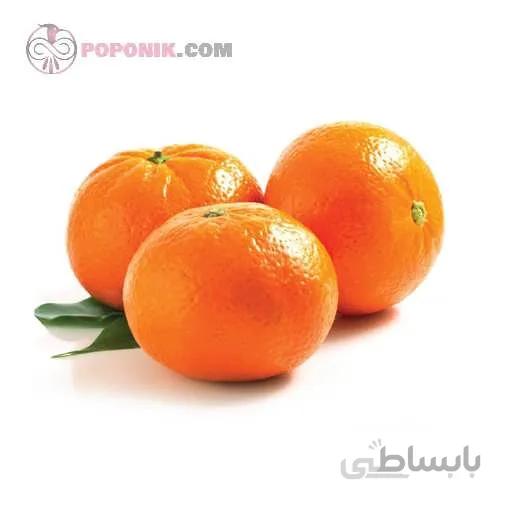 نهال نارنگی فلسطینی