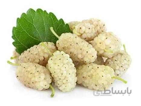 نهال توت سفید درشت