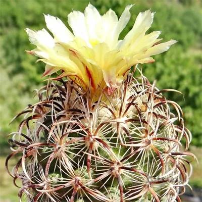 بذر فوق حرفه ای کوریفانتا 10تایی