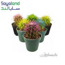 کاکتوس اچینو رنگی