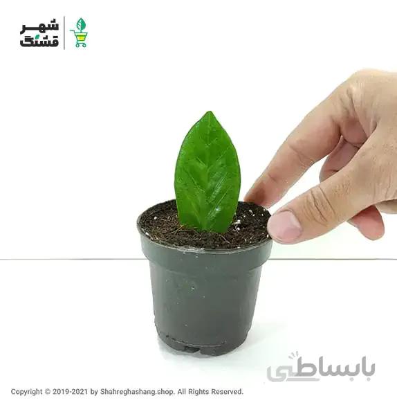 برگ غده دار زامیفولیا سبز