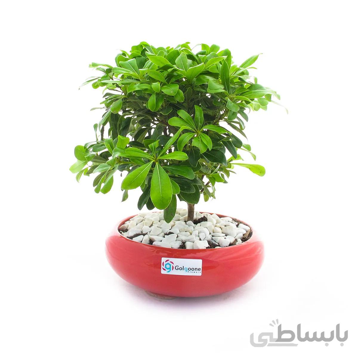 بونسای میخک هندی