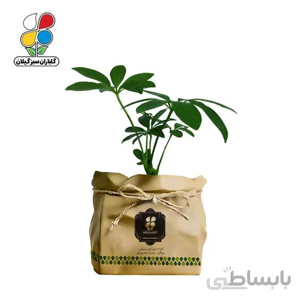 گیاه طبیعی شفلرا سبز گلباران