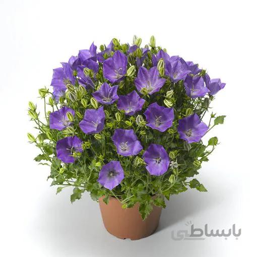 بذر گل زنگوله آبی یا گل استکانی باتلاقی بسته 50 عددی