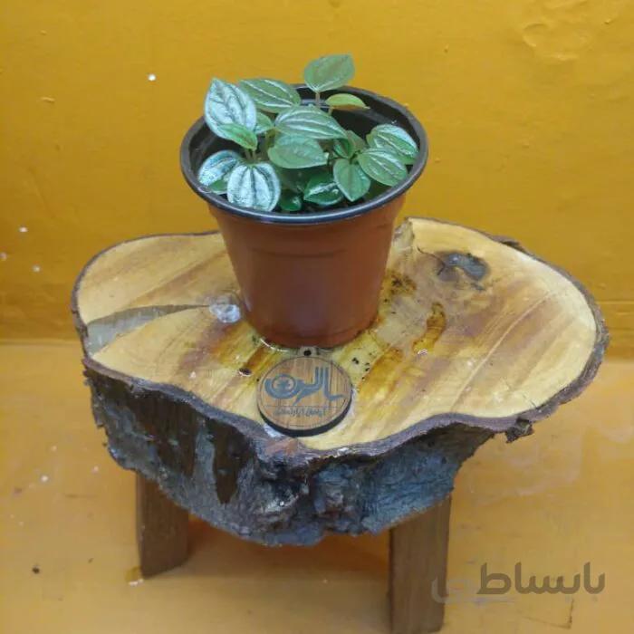 گیاهچه پپرومیا