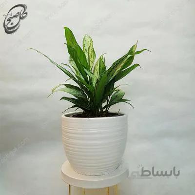 سفارش گل آنلاین – آگلونما نخشید طرح A-020