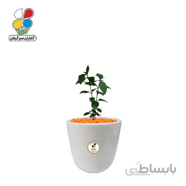 گیاه طبیعی برگ قهوه (پسودا) کوچک گلباران
