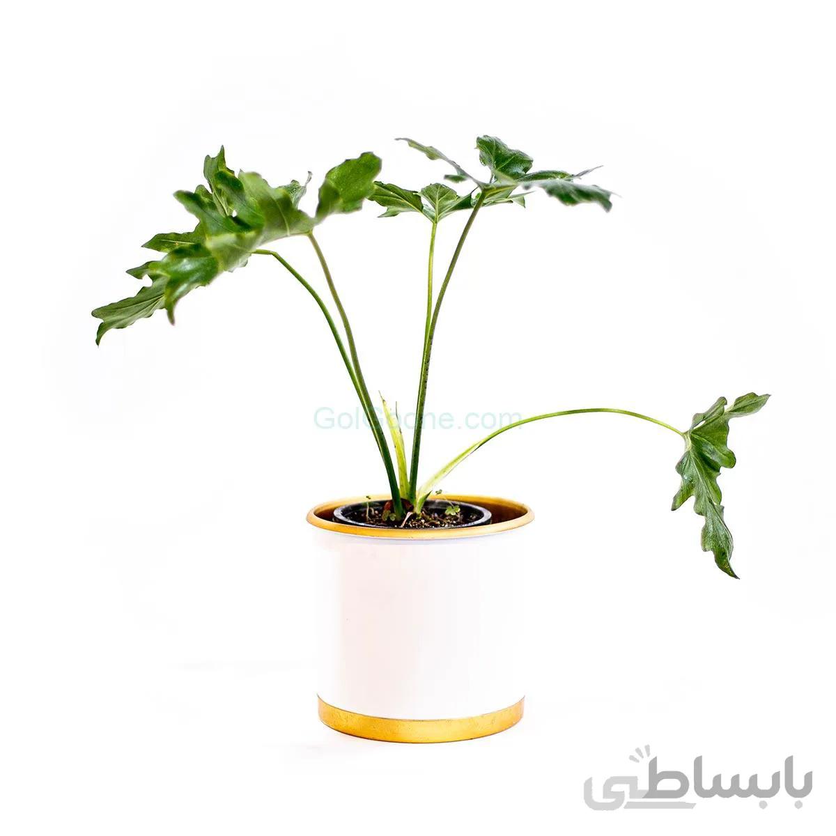 گیاه برگ انجیری فر یا فیلدندرون سیلوم | سایز کوچک