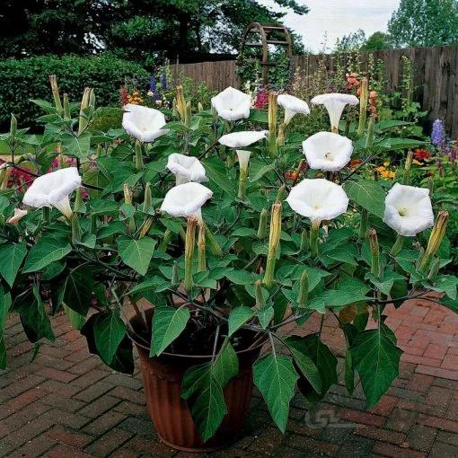 بذر گل داتوره سفید زینتی گل درشت ایتالیایی بسته 30 عددی