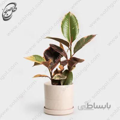 خرید گل آنلاین – فیکوس الاستیکا ابلق طرح F-033 ( ارسال گل رایگان )