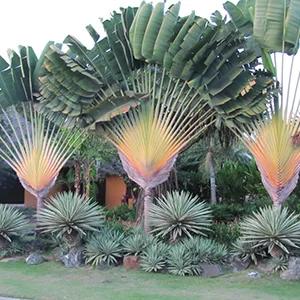 بذر نخل Ravenala Madagascariensis