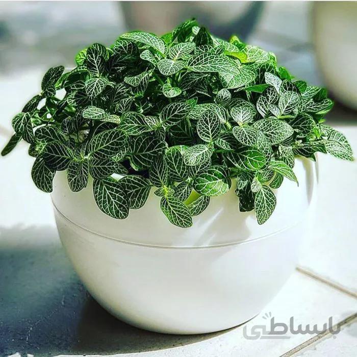 اپونتیا آرتیکولاتا کلکسیونی