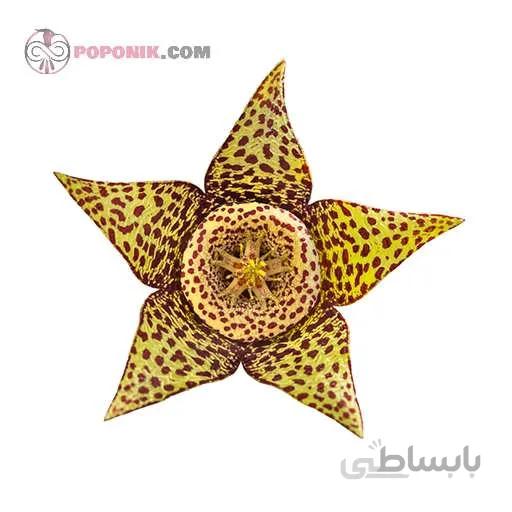 بذر کاکتوس استاپلیا