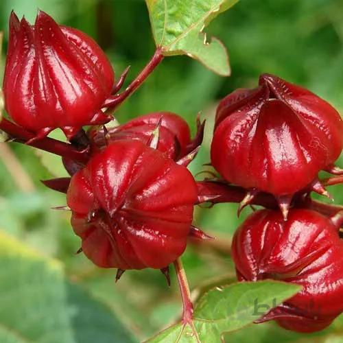 بذر گیاه چای ترش