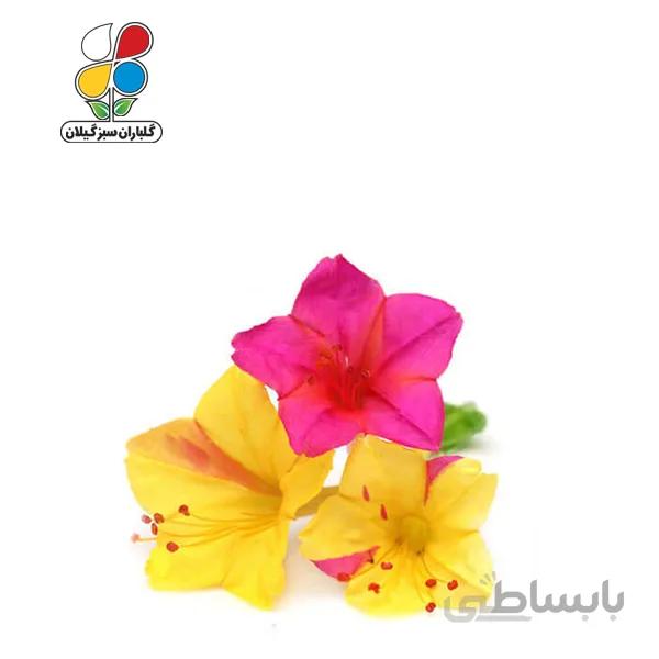 بذر گل لاله عباسی بسته بندی کوچک GPSF7S