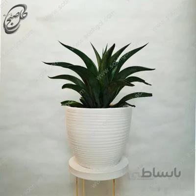 سفارش گل آنلاین – آگاو لاله ای طرح A-017