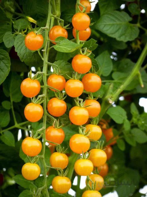 بذر گوجه فرنگی گیلاسی طلایی هیبرید ژاپنی بسته 5 عددی