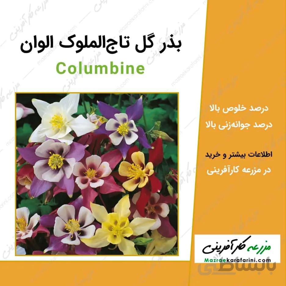 بذر گل تاج الملوک الوان