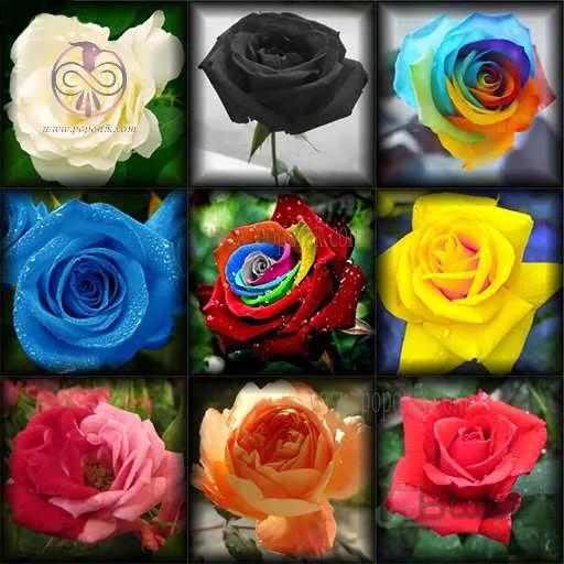 بذر گل رز میکس 10 رنگ
