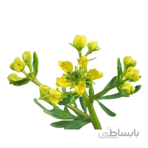 بذر صابون
