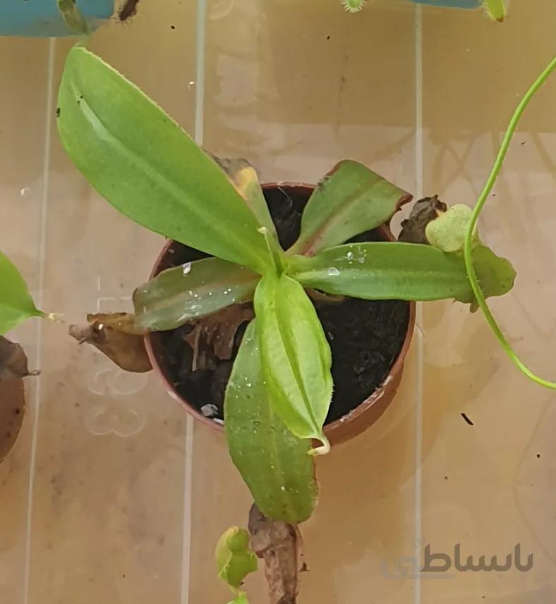 نپنتس