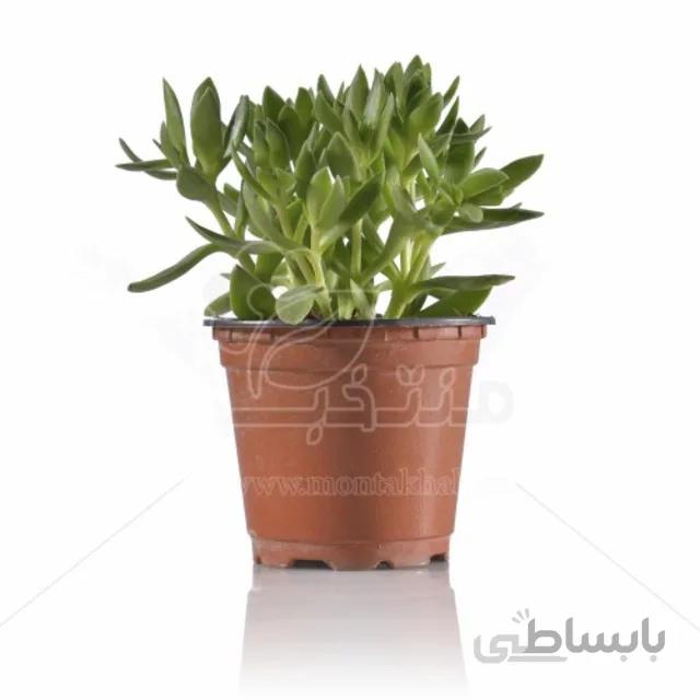 ساکولنت کراسولا بورگاندی ارتفاع 12 سانت