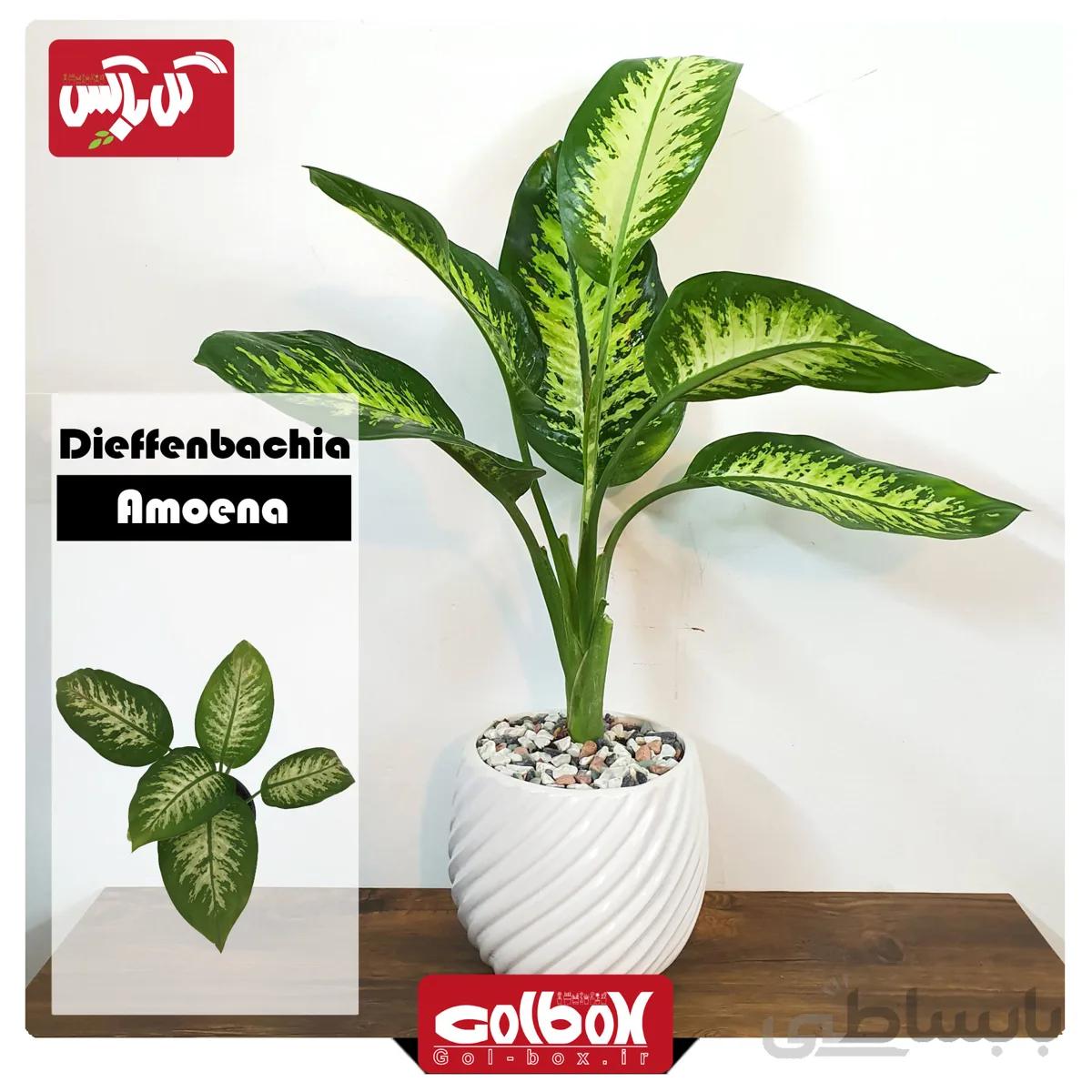 گل دیفن باخیا Dieffenbachia Amoena