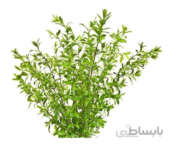 بذر درختچه لگستروم