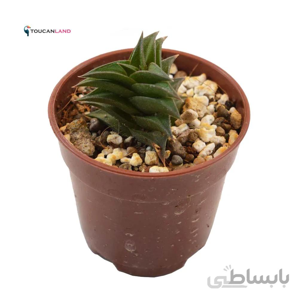 هاورتیا ویسکوزا