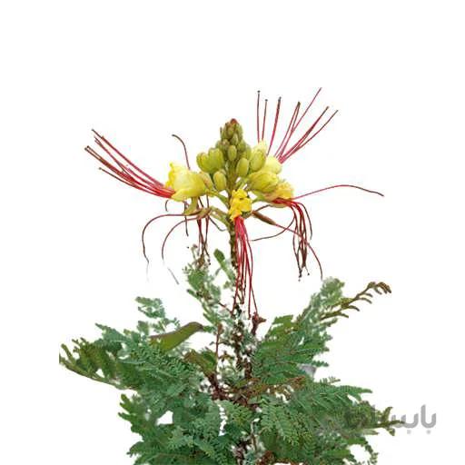 بذر درخت ابریشم مصری