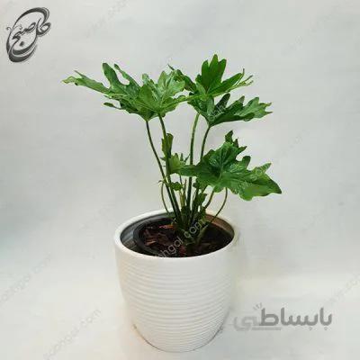 برگ انجیری چروک طرح PH-010