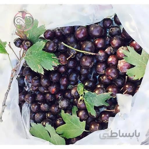 نهال ولیك سياه